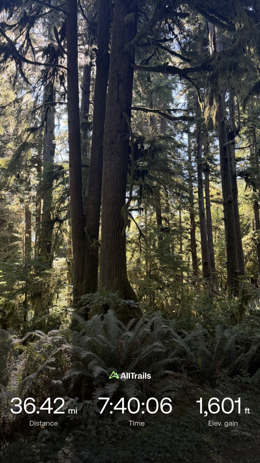 Sunlight filtering through the Olympic Peninsula forest after Matthew’s 36.42-mile run from Forks to Kalaloch Campground