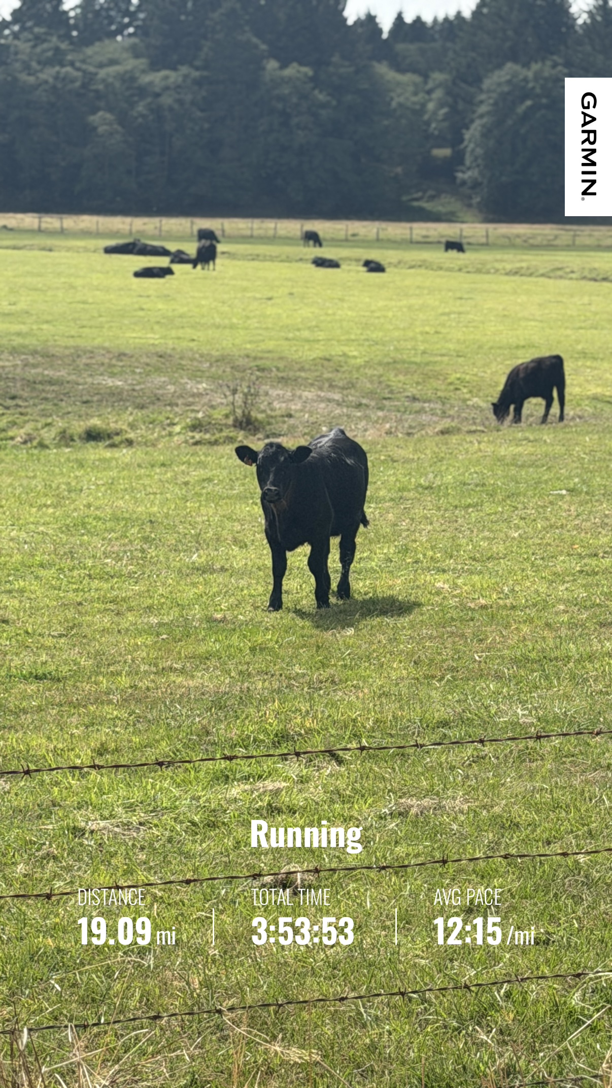 Cattle grazing in green coastal farmland during Matthew’s sunny 19.09-mile run south from Raymond