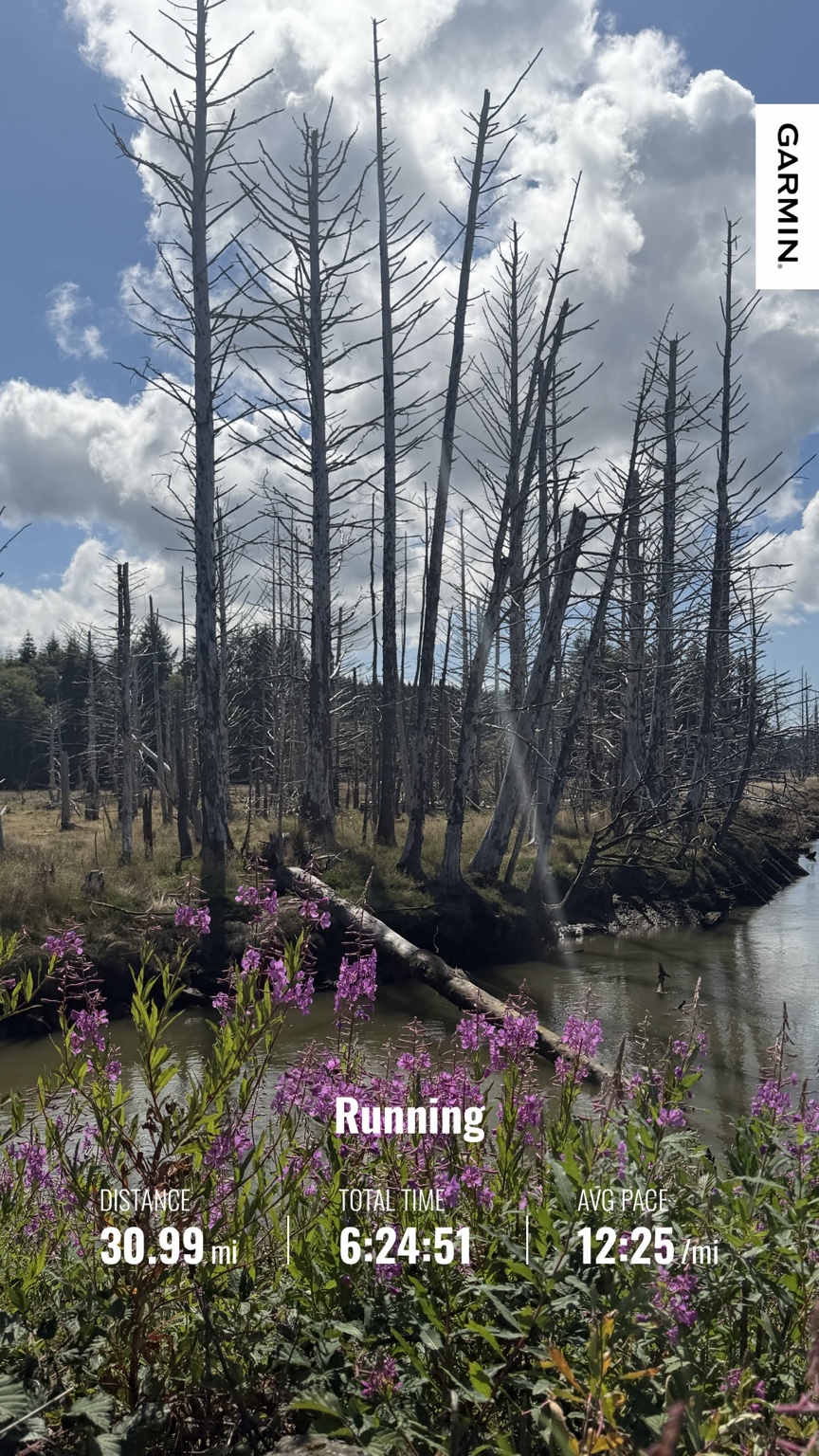 Garmin running summary showing 30.99 miles along a flower-lined wetland near Willapa Bay