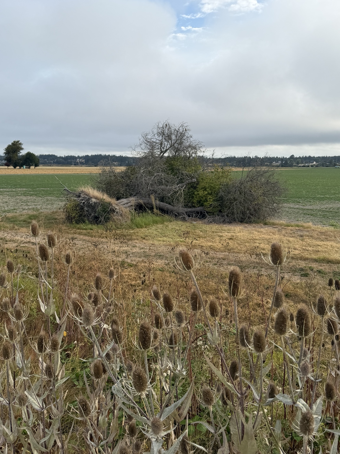 Wild teasels and a fallen tree beside open farm fields