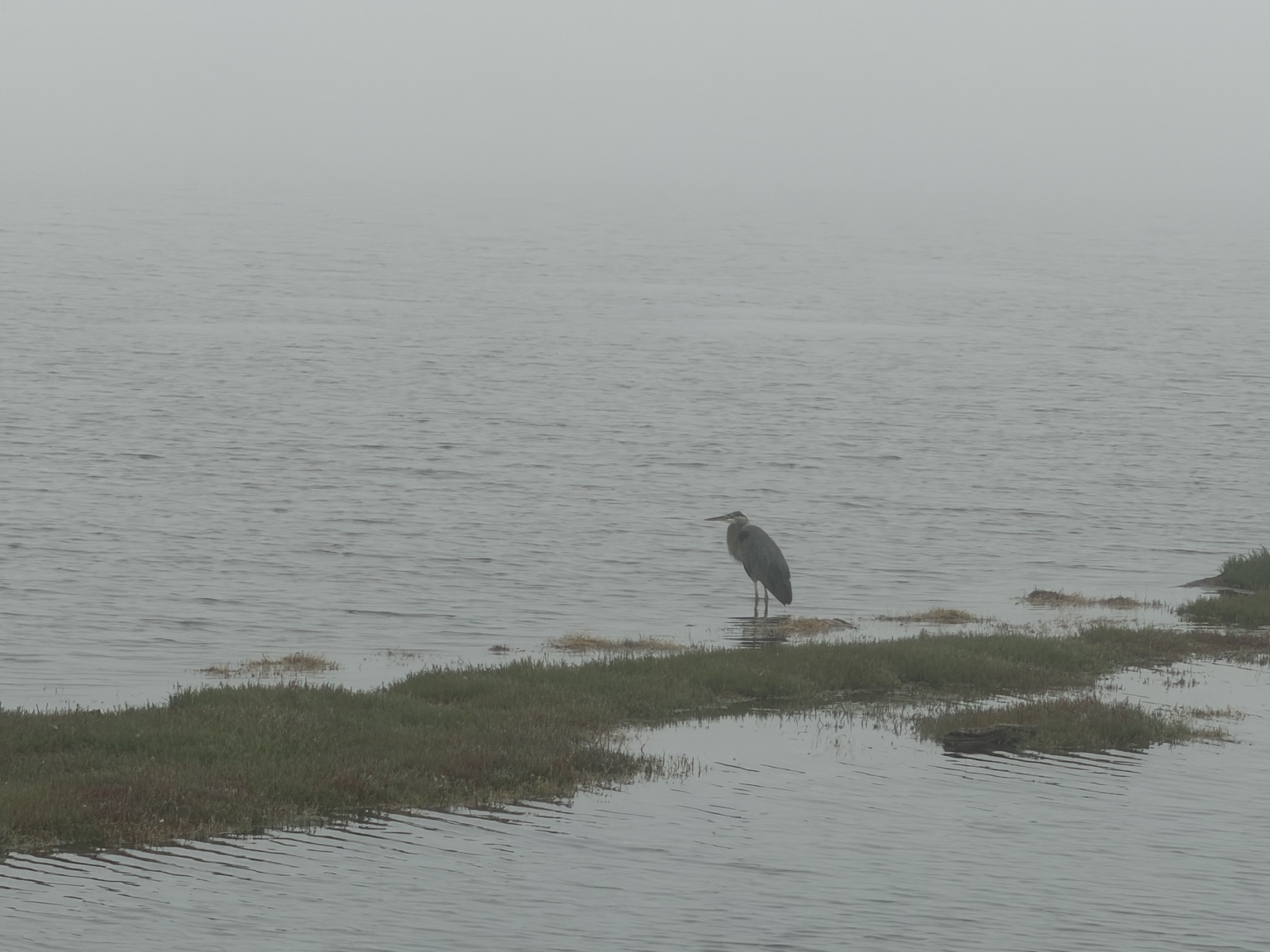 A great blue heron standing in shallow water along the foggy shoreline