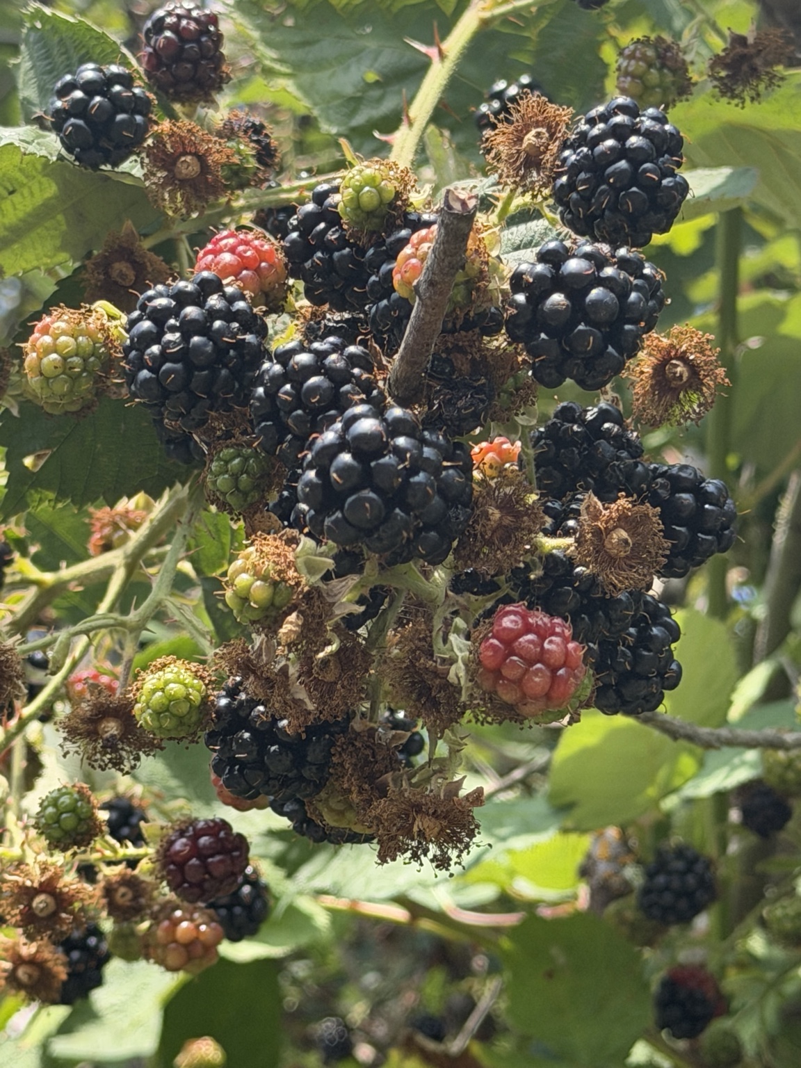 Ripe blackberries growing beside the trail