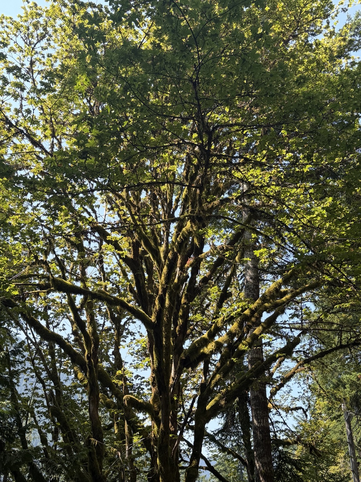 Sunlight filtering through the branches of a moss-covered tree on the Olympic Peninsula