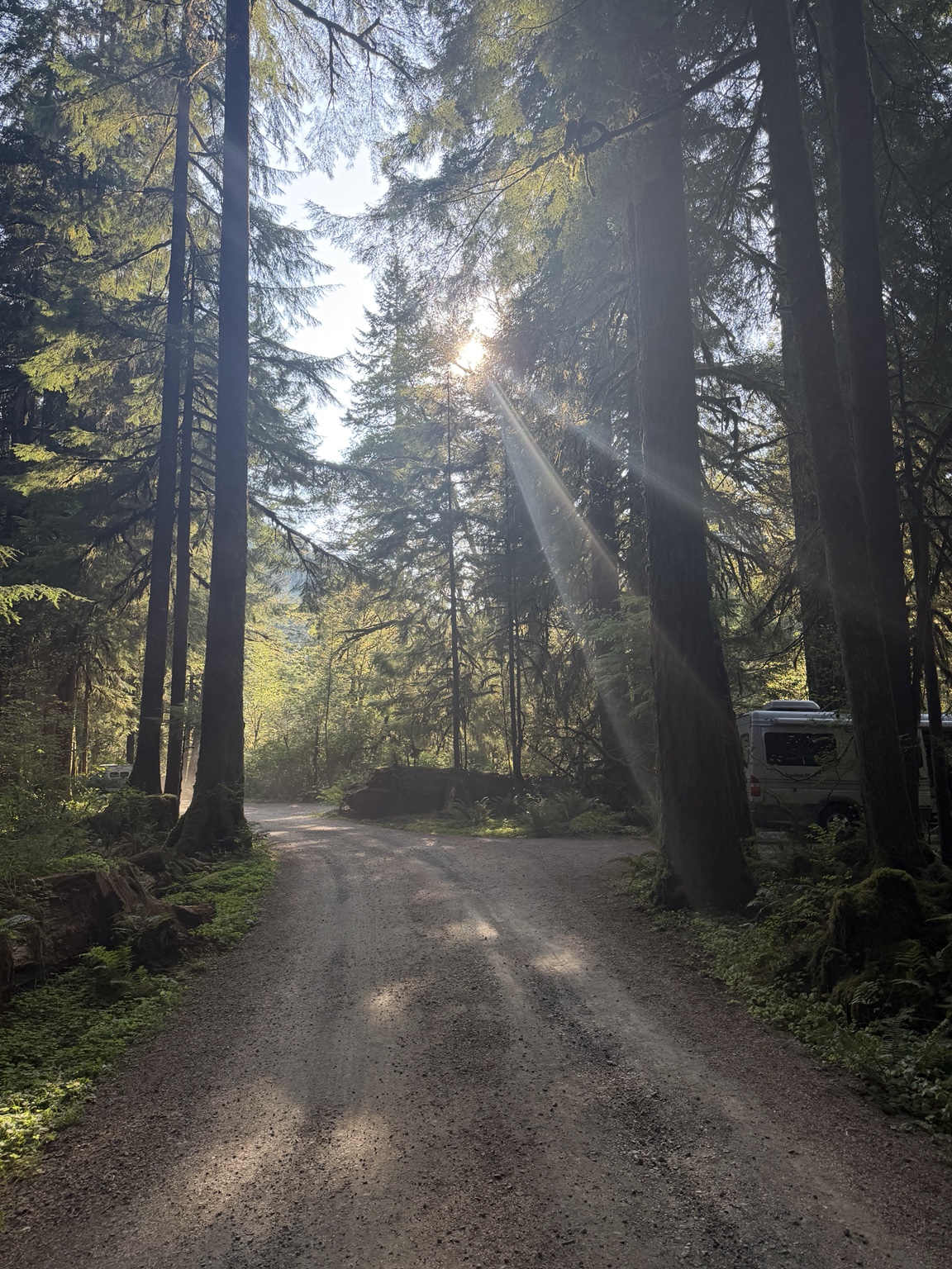Morning sunlight streaming through tall trees onto a campground road