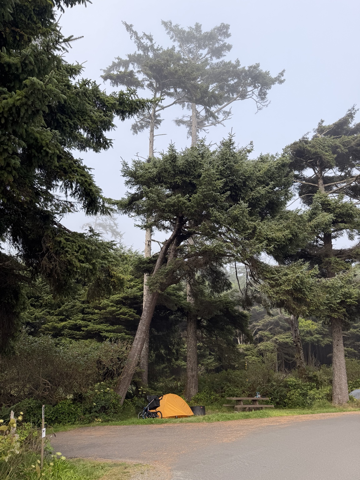 Matthew’s orange tent pitched beneath coastal trees near the beach