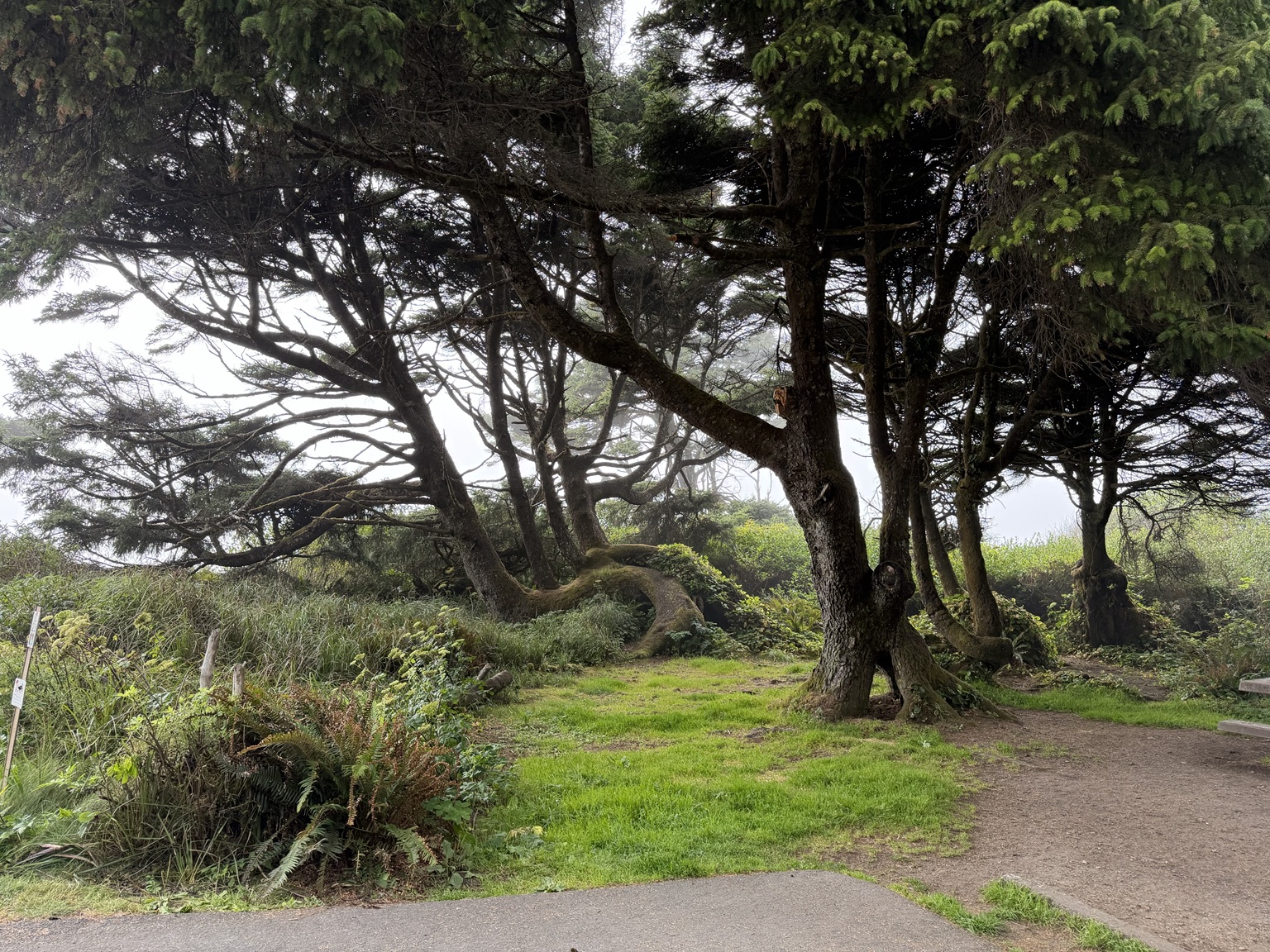 A grove of sprawling evergreen trees and ferns along the Olympic Coast
