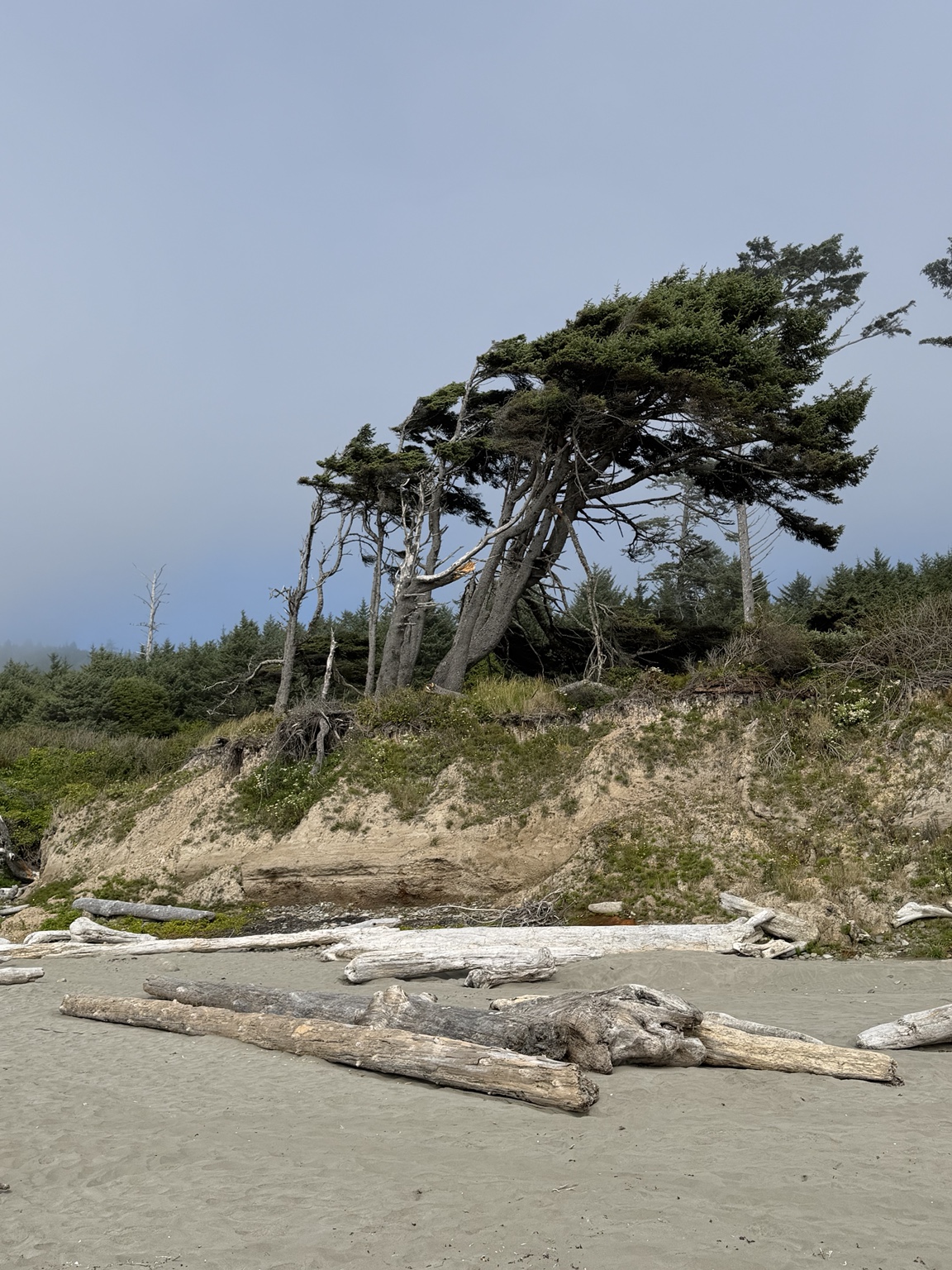 Wind-shaped trees above driftwood scattered across an Olympic Coast beach