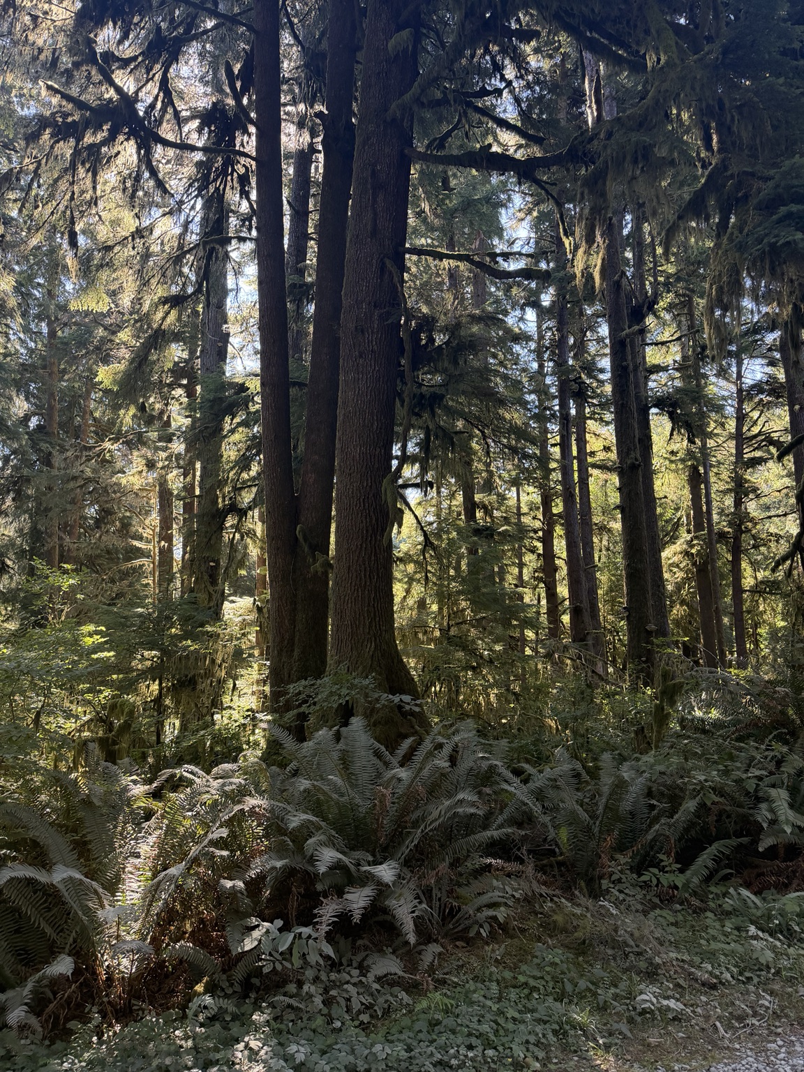Sunlight falling through towering evergreens and ferns on the Olympic Peninsula