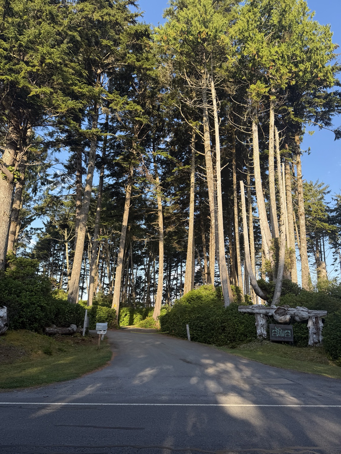 Tall sunlit evergreens surrounding a roadside entrance on the Olympic Peninsula