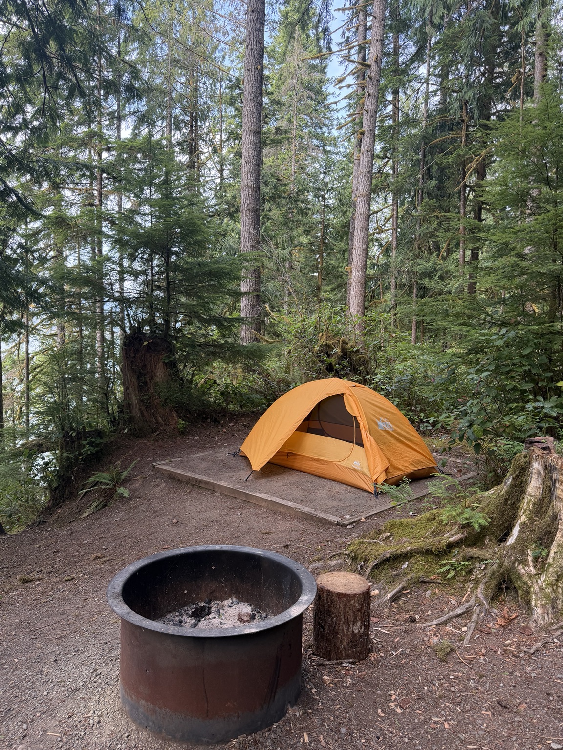 Matthew’s orange tent beside a fire ring beneath towering trees at Lake Quinault