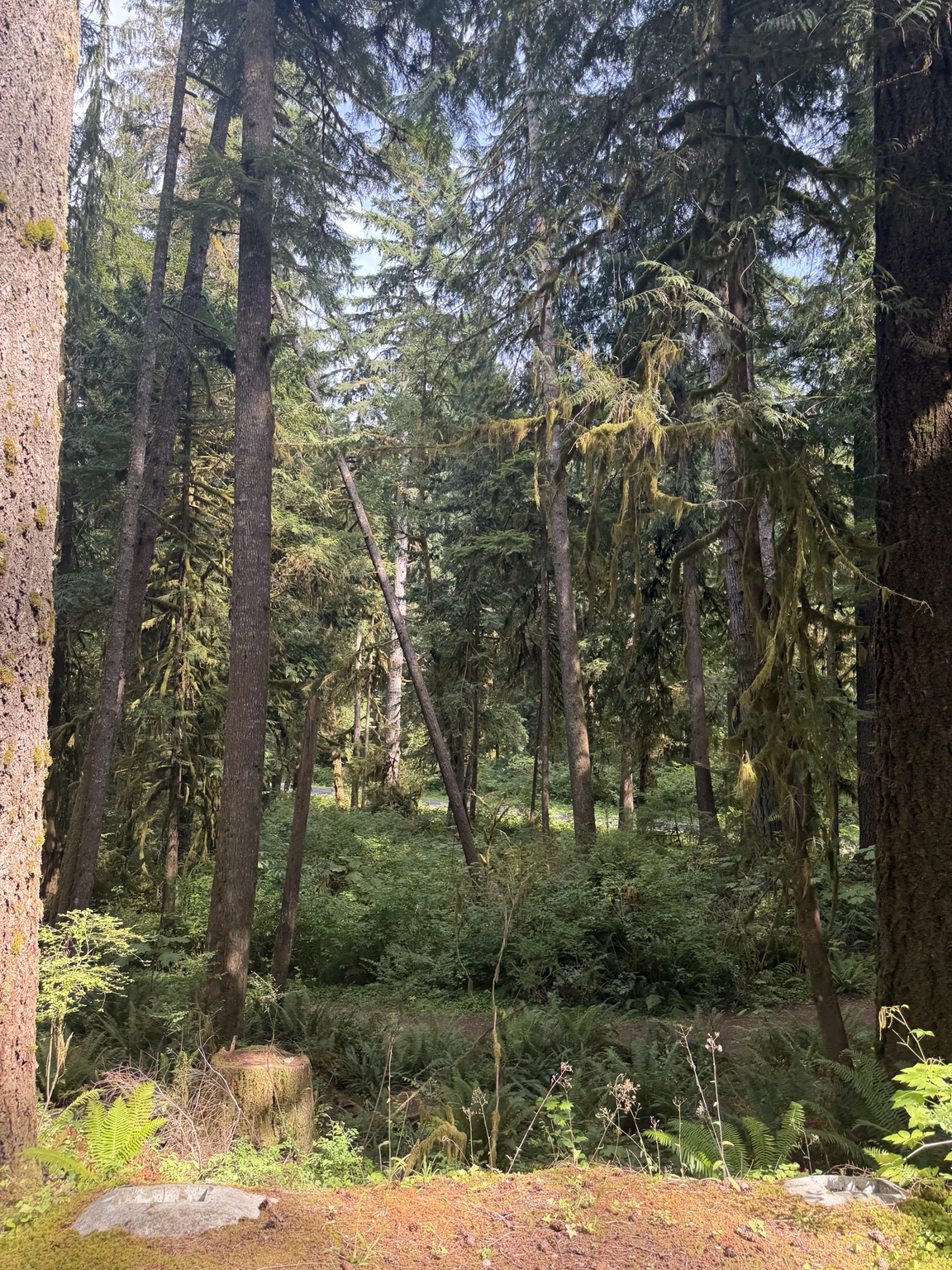 Moss-draped evergreens and ferns in the rainforest near Lake Quinault
