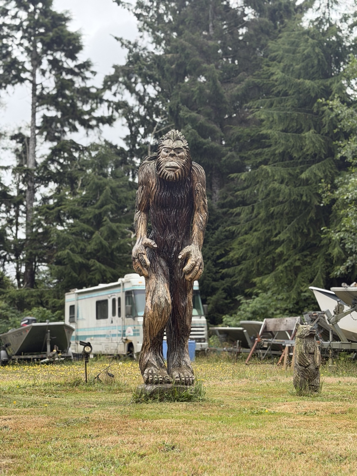 A life-sized carved Bigfoot standing among coastal evergreens