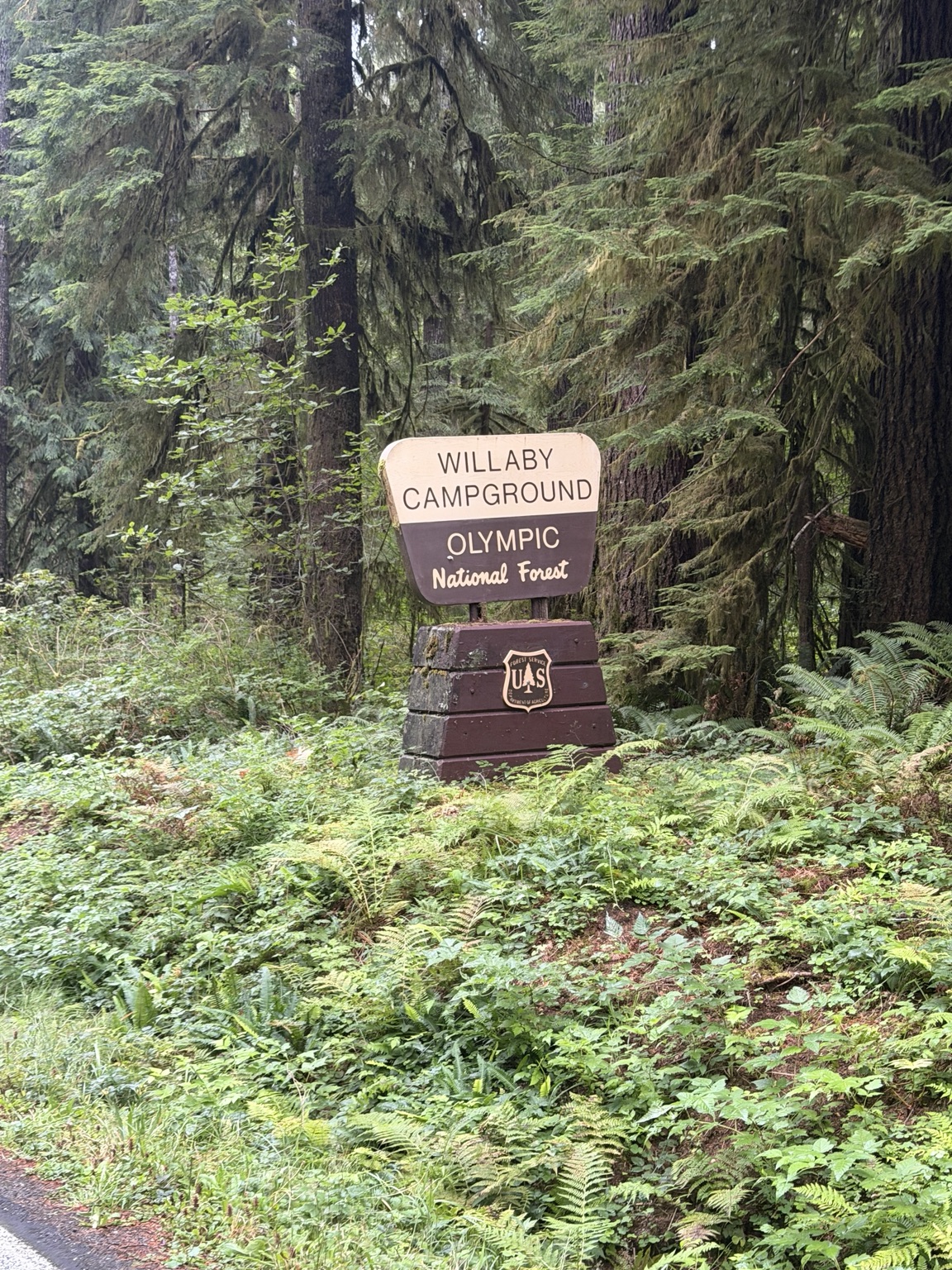 Willaby Campground sign surrounded by dense Olympic National Forest