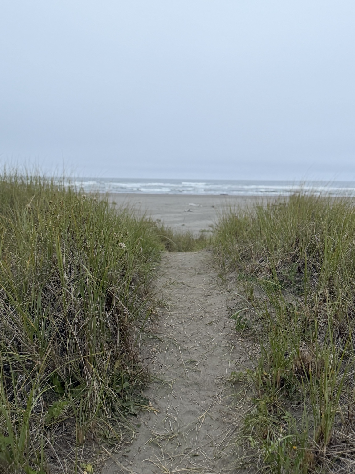 A sandy path through beach grass leading toward the Pacific Ocean