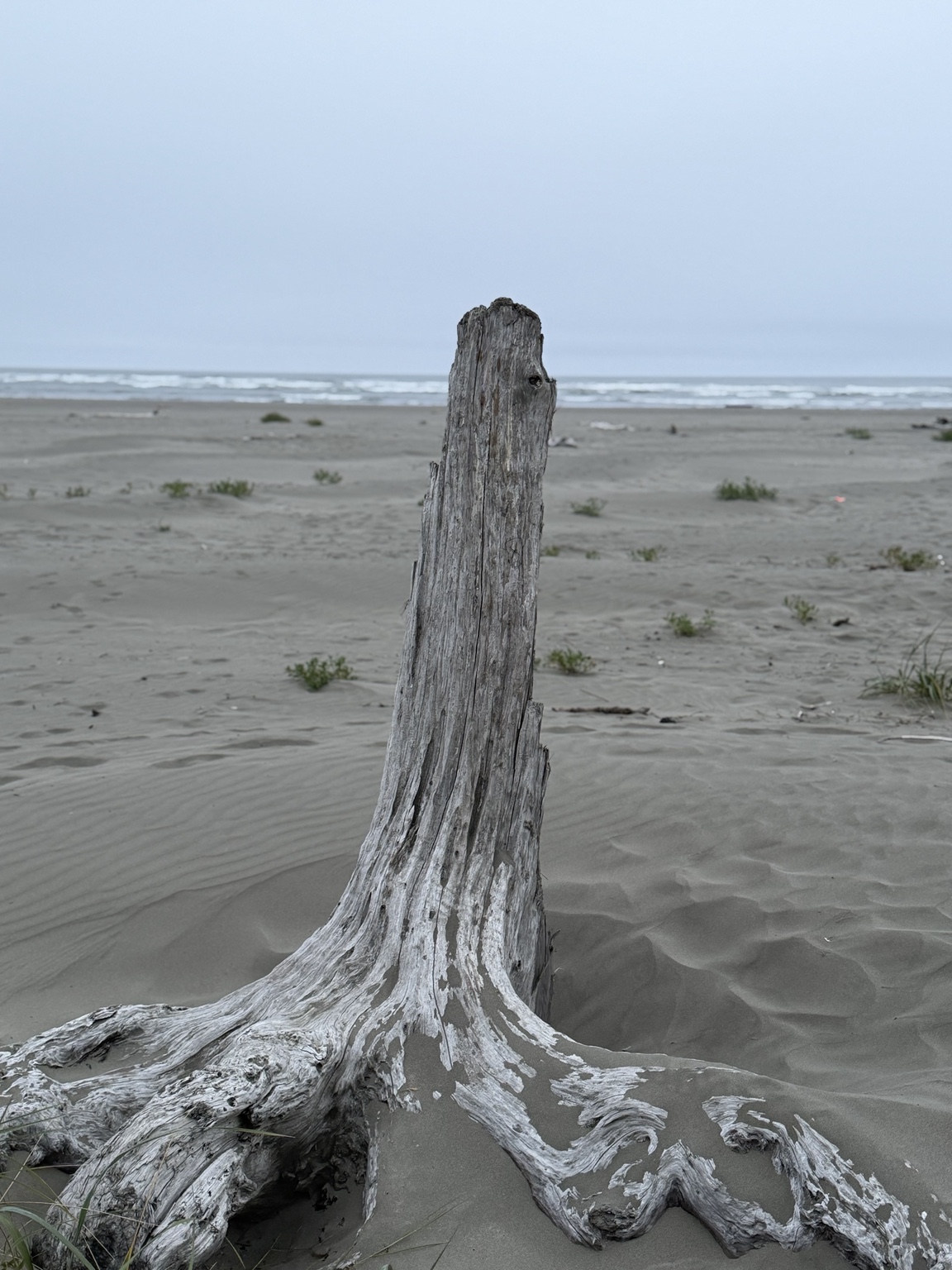 Weathered driftwood rooted in the sand beside the gray Pacific Ocean
