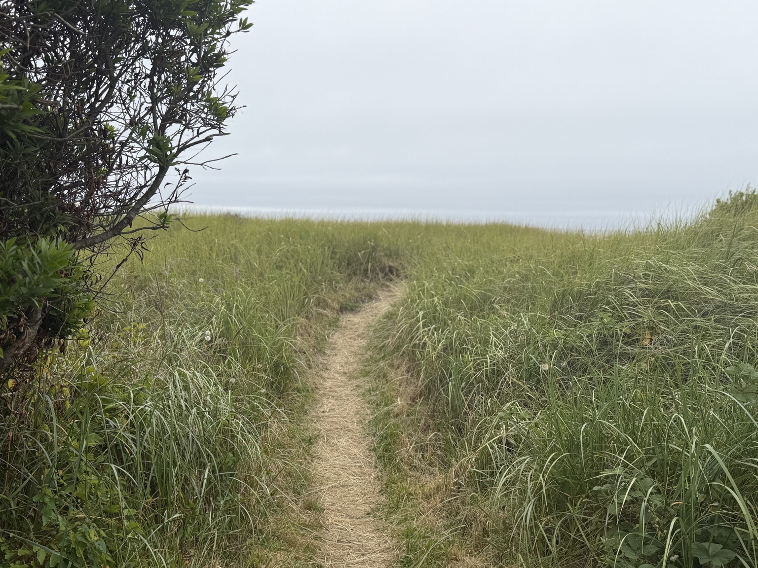 A narrow trail winding through tall coastal grass toward the ocean