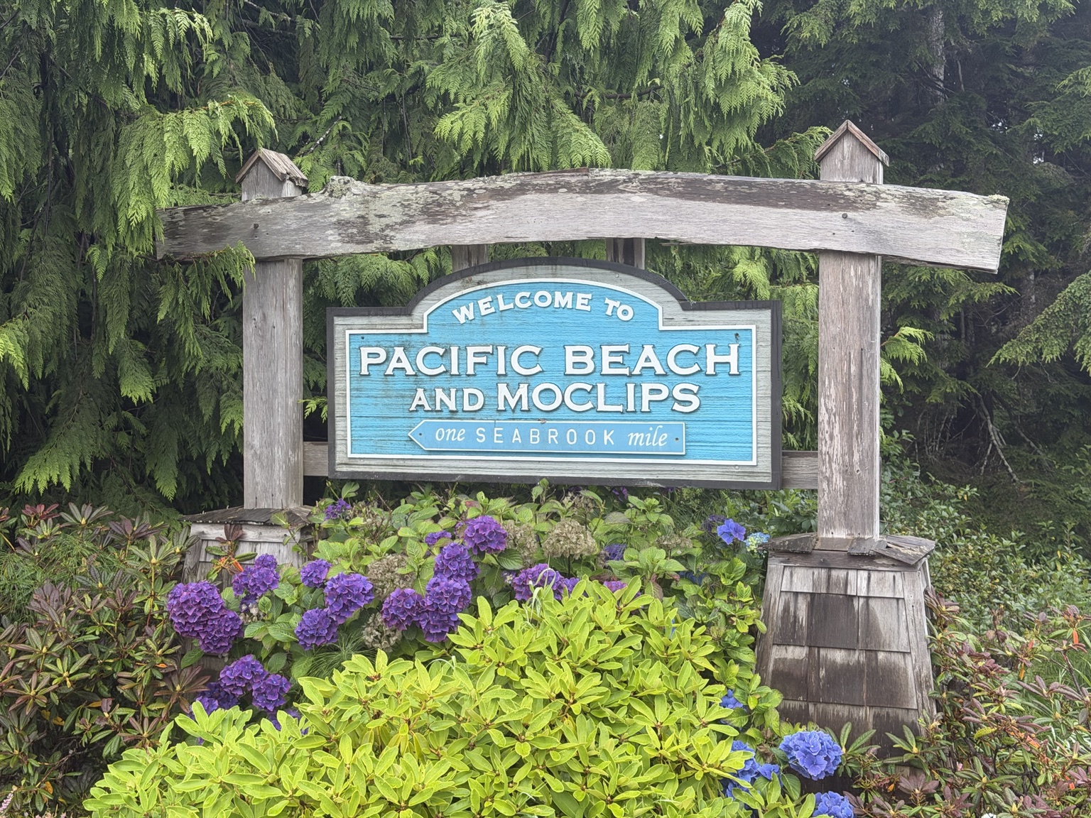 Welcome to Pacific Beach and Moclips sign surrounded by purple hydrangeas
