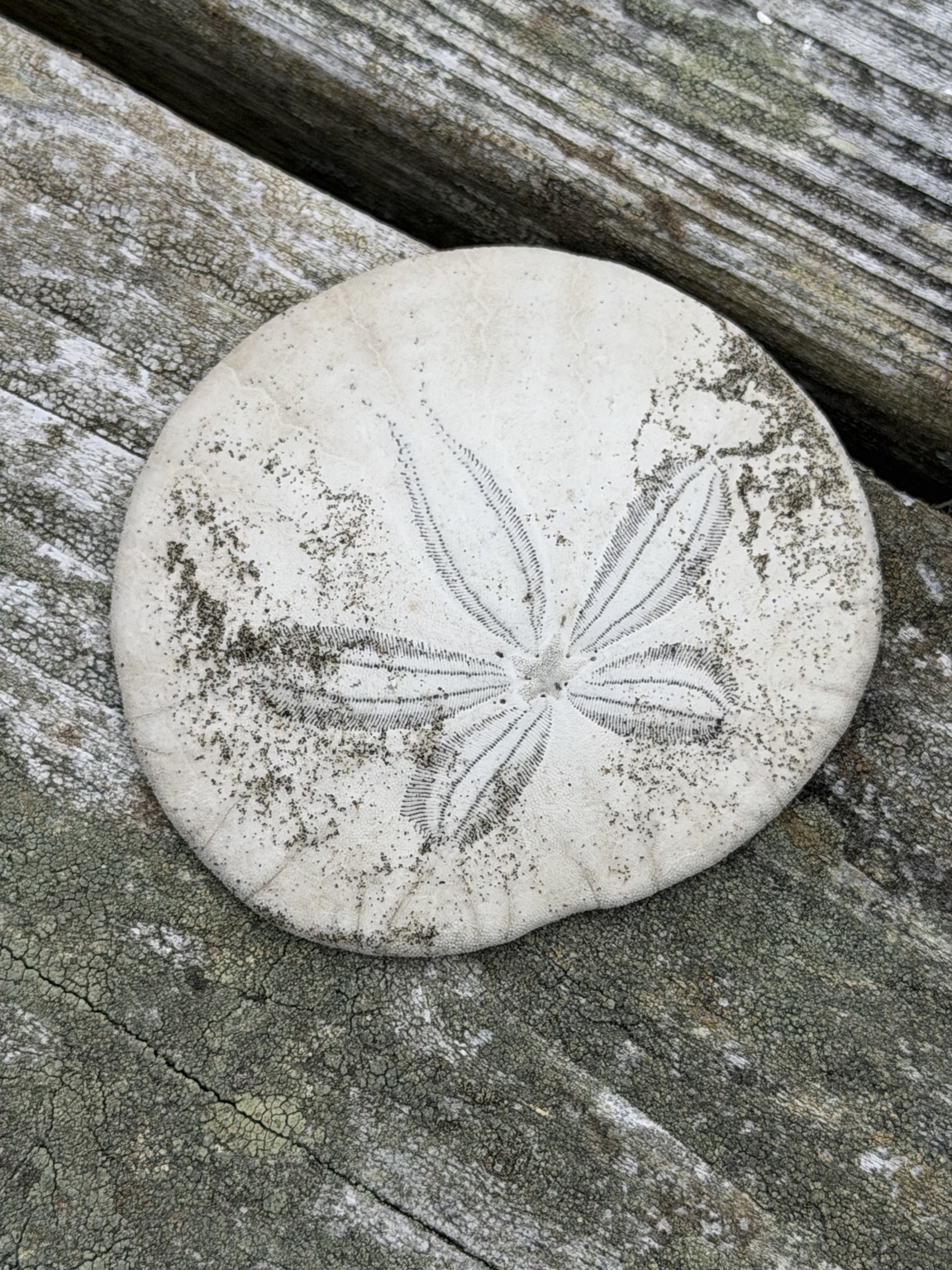 A sand dollar resting on weathered wood