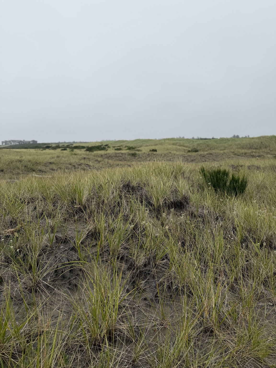 Coastal grass covering the dunes beneath an overcast sky at Twin Harbors