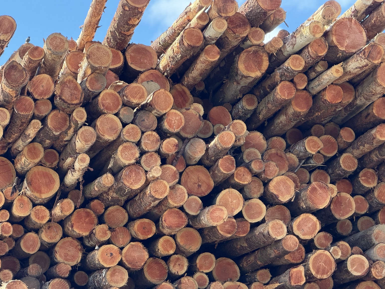 A towering stack of freshly cut logs with their ends facing the road