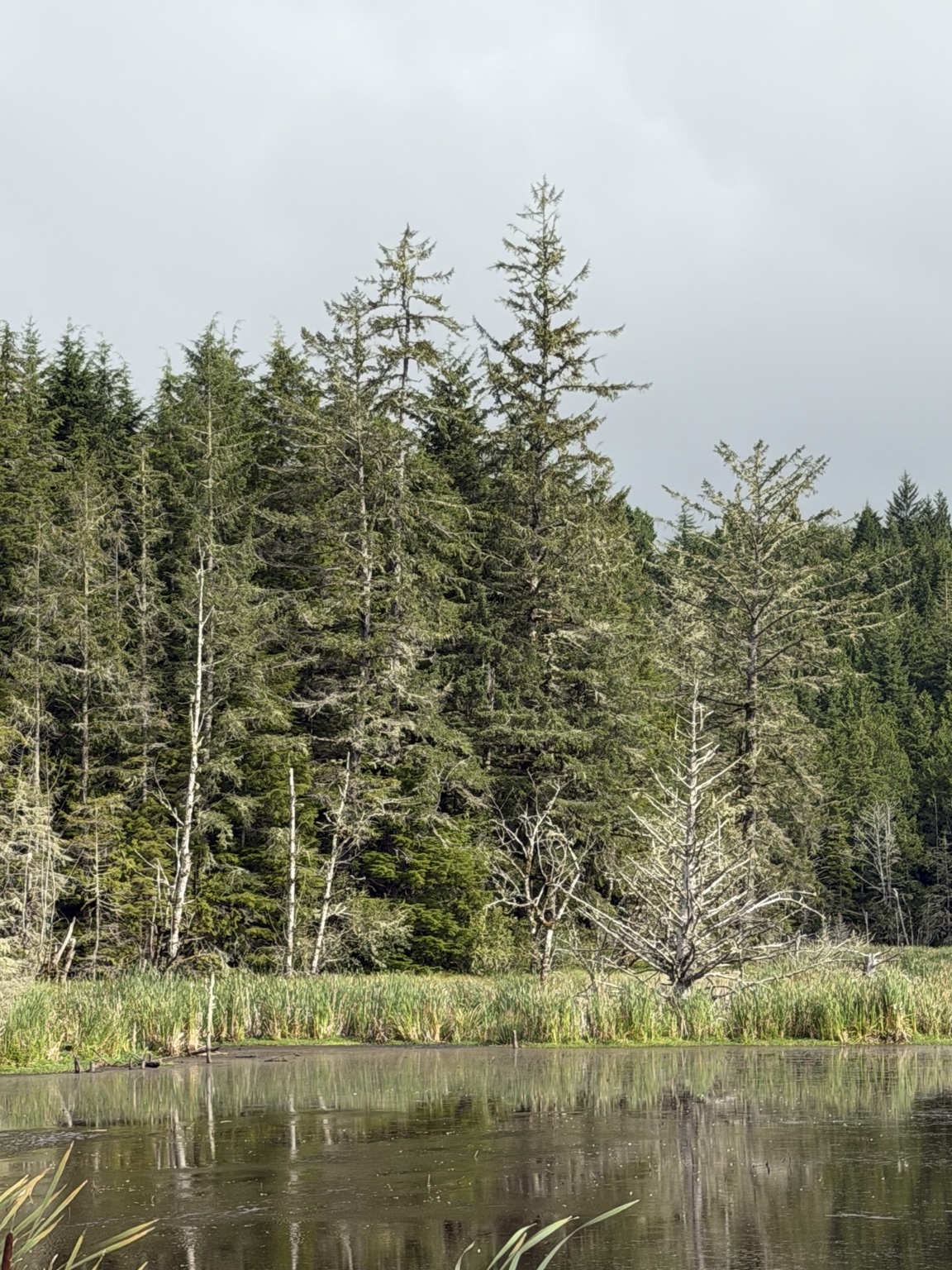 A quiet wetland edged by reeds and moss-covered evergreen trees