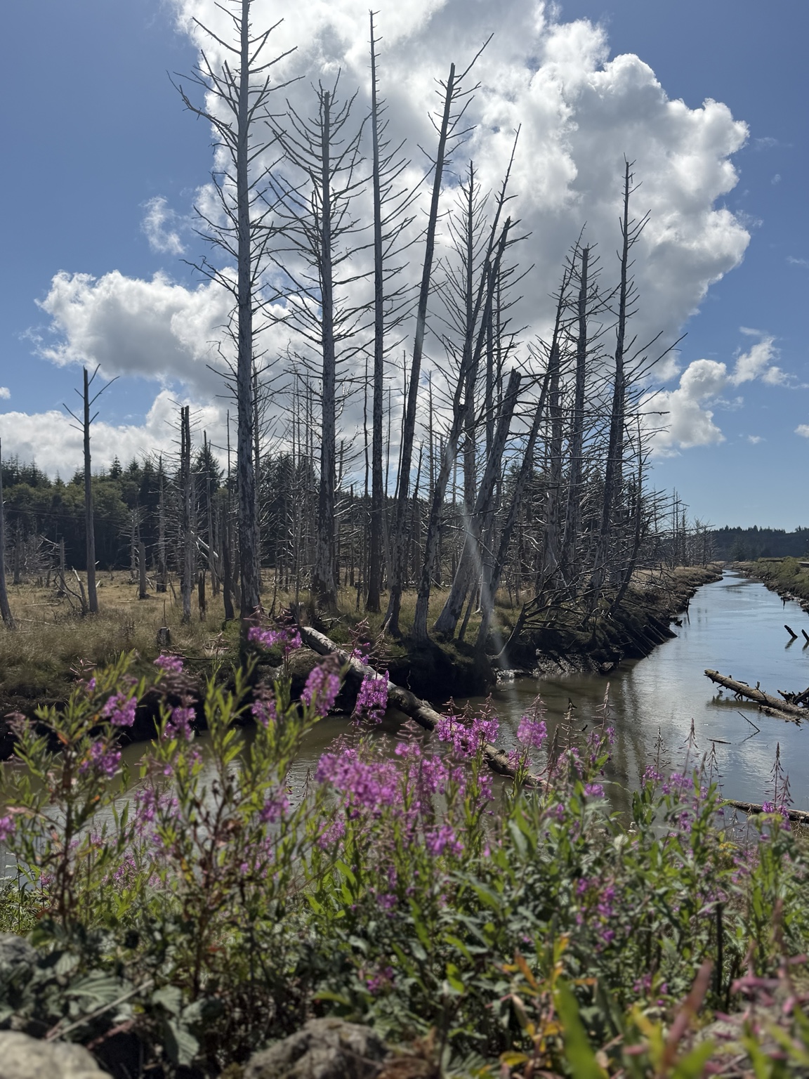Purple fireweed blooming beside a tidal cove beneath dramatic summer clouds