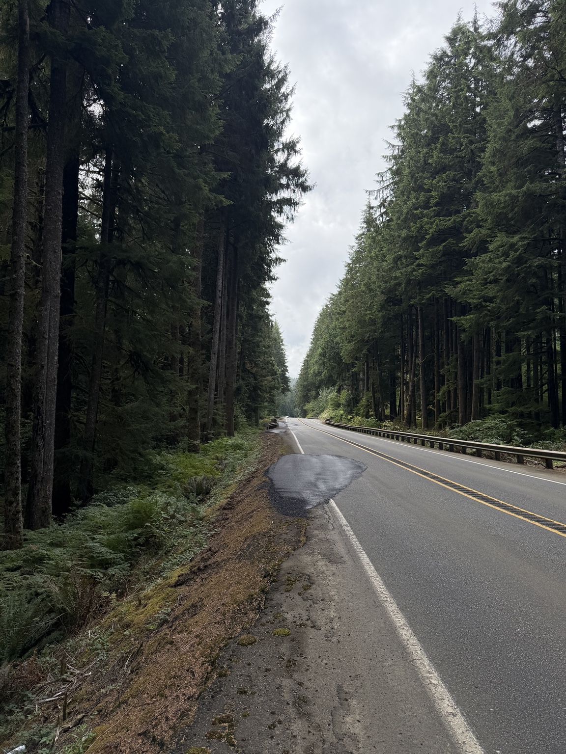 A quiet highway cutting through tall coastal evergreen forest