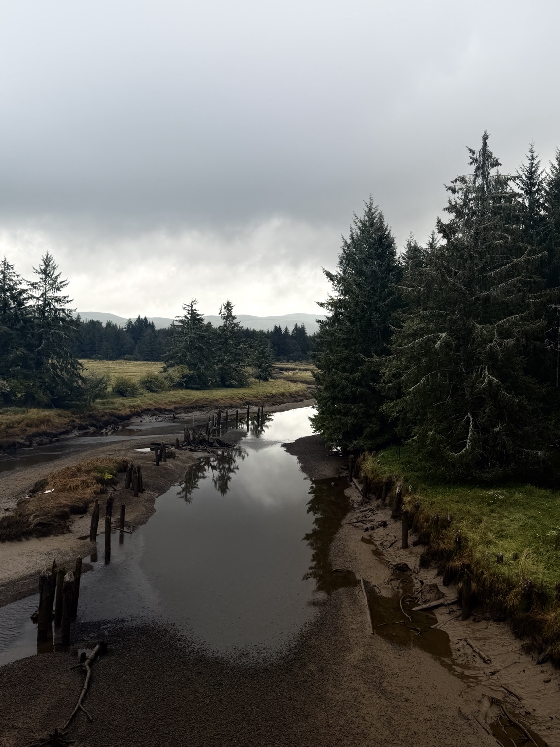 A quiet tidal inlet winding between evergreen trees and coastal wetlands