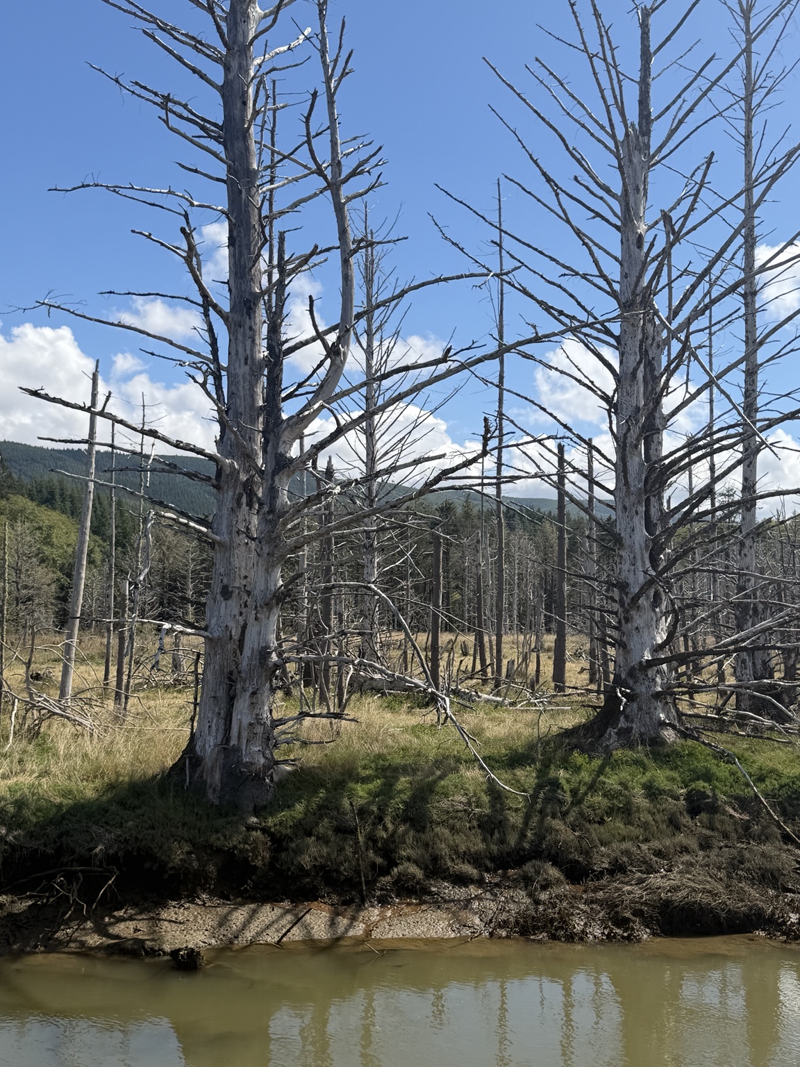 Weathered trees standing beside a winding tidal creek near Willapa Bay