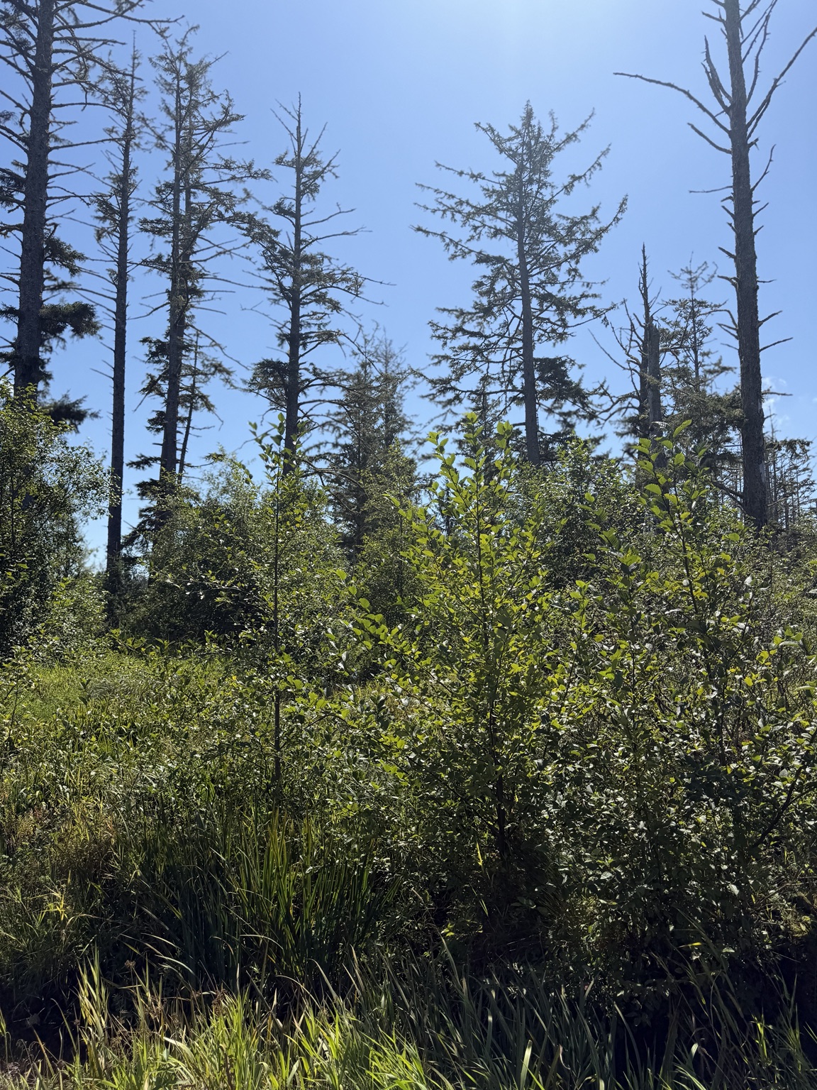 Sunlit coastal forest and dense green wetlands along the Willapa Bay route