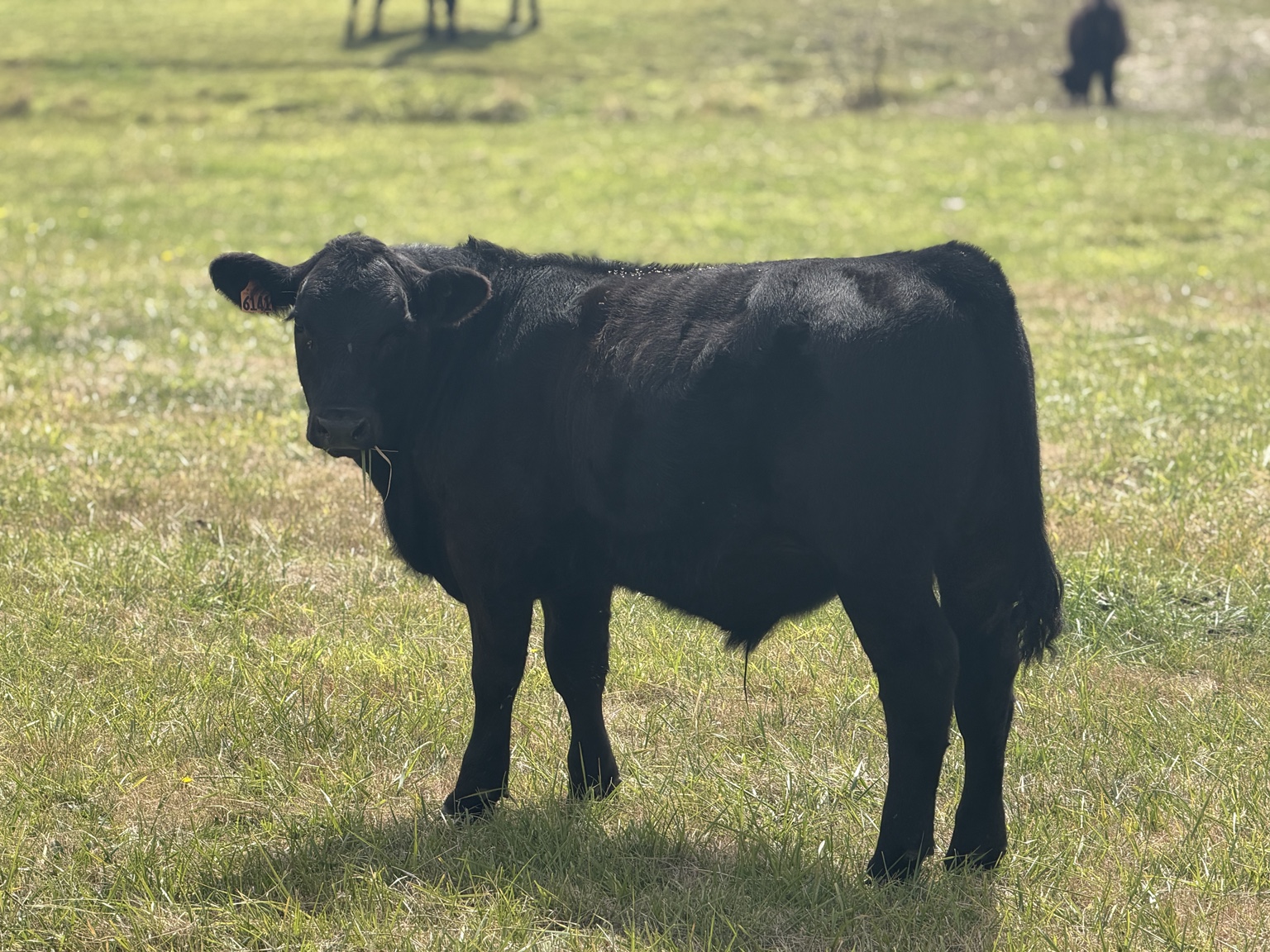 A black cow standing in a sunlit pasture along the coastal route