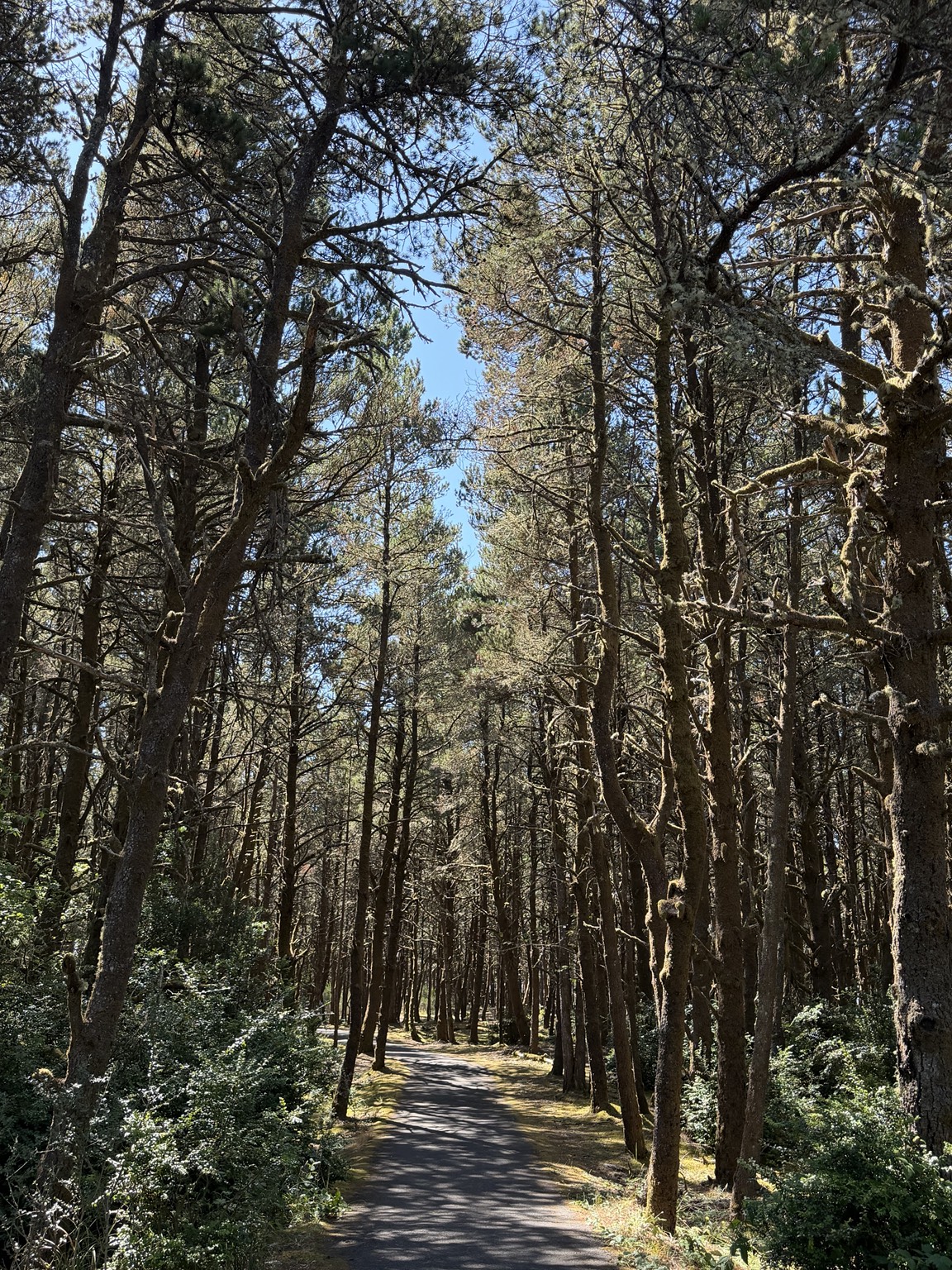 A quiet paved path winding through tall, moss-covered coastal trees