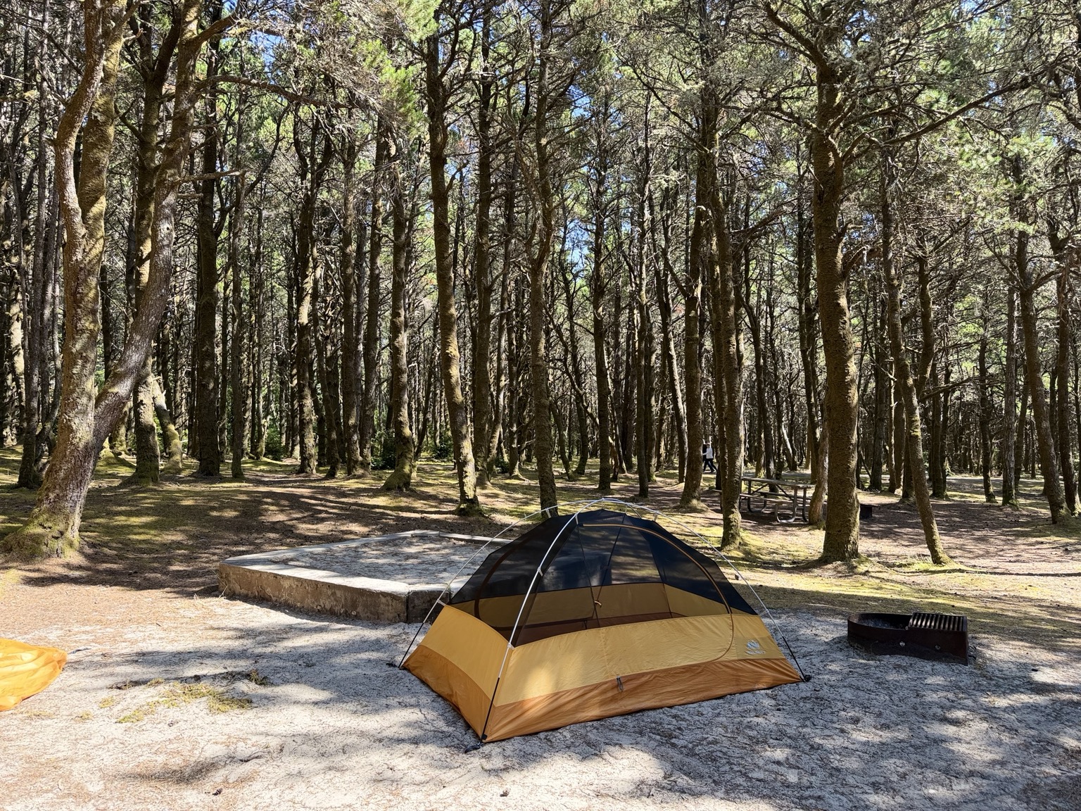 Matthew’s yellow tent beneath sunlit coastal trees at Nehalem Bay State Park