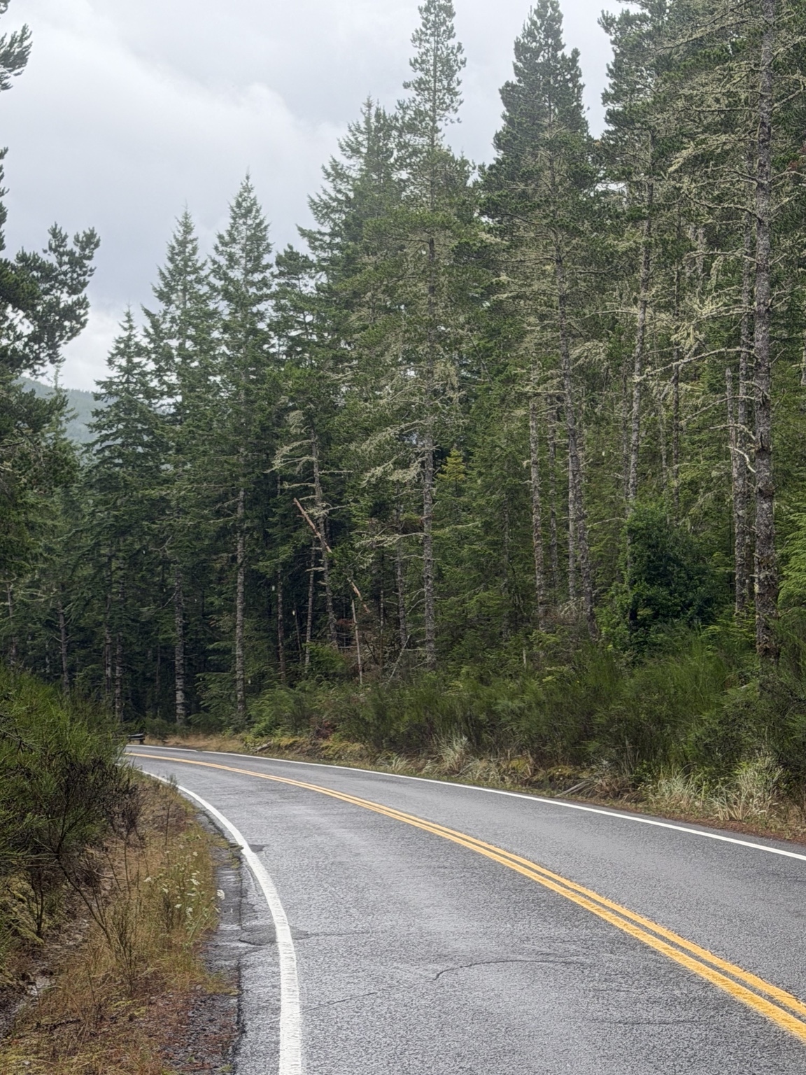 A wet highway winding through dense Oregon Coast forest