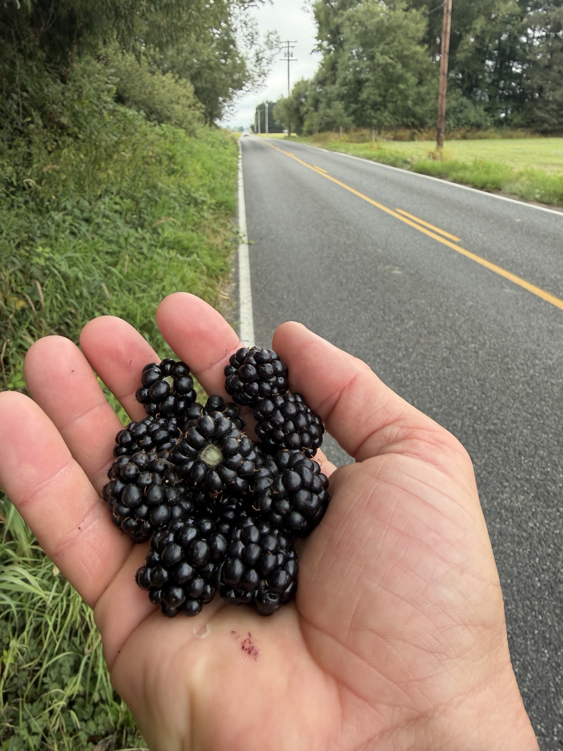 Fresh blackberries gathered beside a quiet road during the run